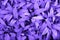 Ultra Violet background made of fresh stachys leaves.