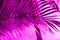 Ultra violet palm branch. perfect background for design