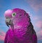 Ultra violet pretty boy parrot