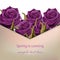 Ultra violet Roses flower greeting. Spring is coming card Vector