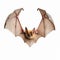 Ultradetailed Aerial View Portrait Of Brown Bat In Conceptual Installation Art