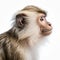 Ultradetailed Close-up Portrait Of Monkey On White Background