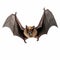 Ultradetailed Flying Bat Isolated On White Background