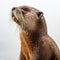 Ultradetailed Photo Of Sideview Otter: A Captivating Display Of Realism