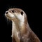 Ultradetailed Portrait Of Young Otter: Isolated On Black Background