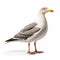 Ultradetailed Seagull On White Background - Uhd Image