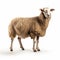 Ultradetailed Sheep Portrait On White Background