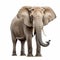 Ultradetailed Sideview Elephant: Photorealistic Uhd Image On White Background