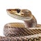 Ultradetailed Snake Photo On White Background