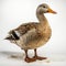 Ultradetailed Studio Portrait Of A Duck With Blue Eyes