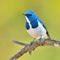 Ultramarine Flycatcher bird