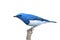 Ultramarine Flycatcher bird