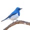 Ultramarine Flycatcher bird