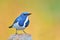 Ultramarine Flycatcher bird