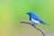 Ultramarine flycatcher bird