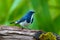 Ultramarine flycatcher bird