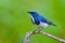 Ultramarine flycatcher bird