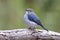 Ultramarine Flycatcher Ficedula superciliaris Beautiful Juvenile Male Birds of Thailand