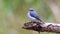 Ultramarine Flycatcher Ficedula superciliaris Beautiful Juvenile Male Birds of Thailand