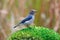 Ultramarine Flycatcher Ficedula superciliaris Beautiful Juvenile Male Birds of Thailand