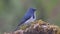 Ultramarine Flycatcher Ficedula superciliaris Male Cute Birds of Thailand