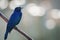 Ultramarine Grosbeak bird