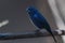 Ultramarine Grosbeak bird