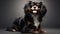 Ultrarealistic Black Cavalier King Charles Spaniel Dog Portrait