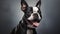 Ultrarealistic Boston Terrier Dog Portrait In Zbrush Style