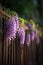 ultrarealistic photography of blooming wisteria flowers climbing on the bamboo fence