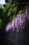 ultrarealistic photography of blooming wisteria flowers climbing on the bamboo fence