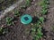 Ultrasonic, solar-powered mole repellent or repeller device in the soil in a vegetable bed among small plants in the garden