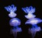 Ultraviolet colorful moon jellyfishes in water