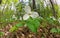 Ultrawide Angle Close Up of A Great White Trillium Patch in the Woods in Spring in Ontario Canada