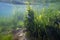 ulva and cladophora green thicket on sandy bottom, littoral zone underwater snorkel, oxygen rich air bubble, low salinity