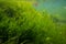 ulva green algae air bubble in low salinity Black sea biotope, coquina stone littoral zone underwater, oxygen rich clear water