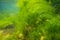ulva green algae oxygenate on coquina stone, littoral zone underwater snorkel, oxygen rich clear water reflection, laminar flow