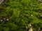 Ulva lactuca or sea lettuce, edible green algae