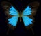 Ulysses/Blue Mountain Butterfly