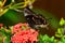 Ulysses Swallowtail butterfly drinks nectar from a red flower