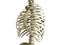 Uman Skeleton Ribs with vertebral column Anatomy Anterior view 3