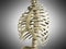 Uman Skeleton Ribs with vertebral column Anatomy Anterior view 3