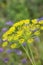 Umbel of dill against green background and blue flowers