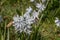 Umbel milk star with white flowers