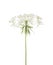 The umbel of a Wild Carrot Daucus Carota isolated  on white background