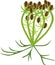 Umbel of Wild carrot plant with seeds
