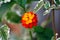 Umbelanterna or Lantana camara plant with colorful orange and yellow tubular shaped flowers arranged in clusters surrounded with