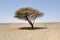 Umbellate acacia in Arabian Desert,