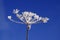 Umbellifer with ice crystals