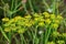 Umbels of flowering fennel